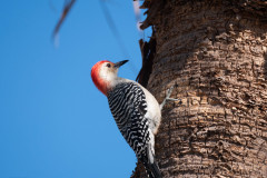 Red-bellied_woodpecker_1