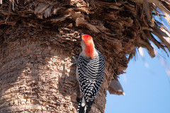 Red-bellied_woodpecker_4