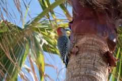 Red-bellied_woodpecker_5