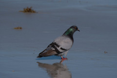 Rock_Dove_Pigeon