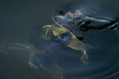 Turtles_together_swimming