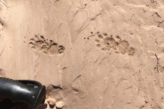 Knowles-Canyon-hike-skunk-prints