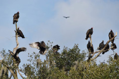Vultures1